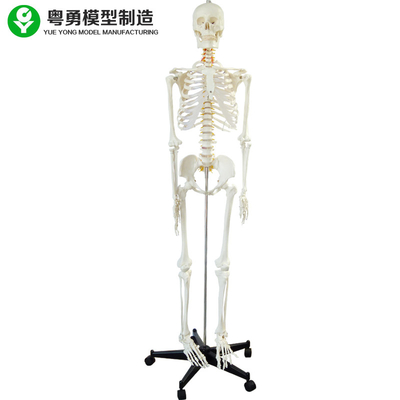 Ολόκληρο ανθρώπινου σώματος σκελετών φυσικό μέγεθος προτύπων/ανατομικό σκελετών δειγμάτων