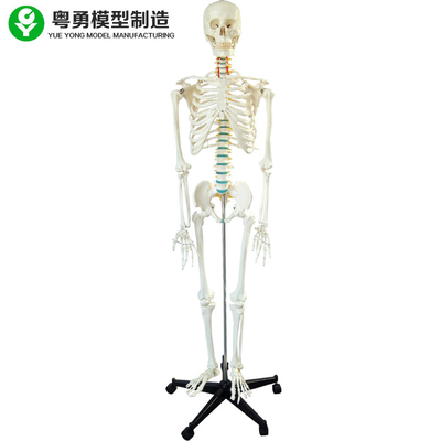 Σκελετών αρσενικό πρότυπο κόκκαλων χρώματος πόδι 3 δόντια Dissectible βραχιόνων στάσεων σιδήρου χόνδρου μετακινούμενο