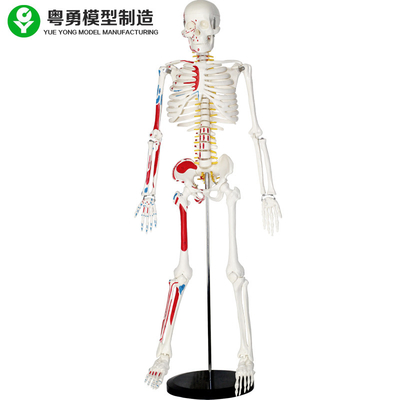 Πλαστική ζωή - ταξινομήστε το ανθρώπινο πρότυπο σκελετών με τους μυς 85cm 2,0 κλ βάρους