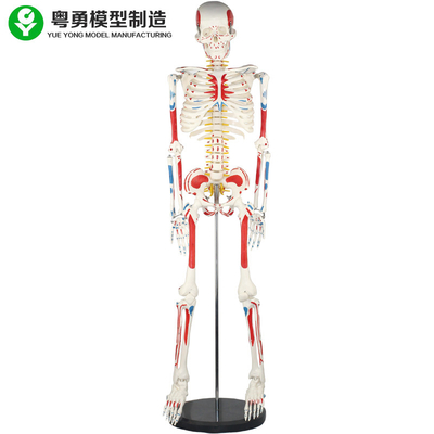 Ενήλικοι μυς σκελετών ανθρώπινου σώματος πρότυποι/ανθρώπινοι και πρότυπο ανατομίας σκελετών