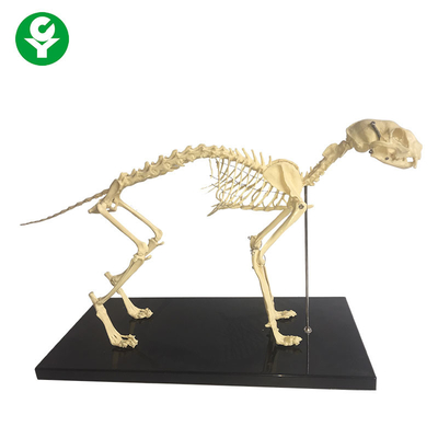 Σκελετικά φυσικά πρότυπα ανατομίας κόκκαλων ζωικά/ανατομικό πρότυπο σκελετών γατών