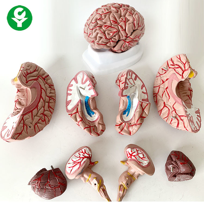 8 εγκεφάλου ανατομίας πρότυπης ιατρικής επιστήμης μέρη ανθρώπινης ζωής θεμάτων - μέγεθος 1,5 κλ