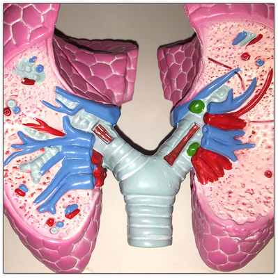 Τα πλαστικά όργανα ανθρώπινου σώματος πνευμόνων COPD διαμορφώνουν σπλαγχνικό μαθαίνοντας 19x13x17cm