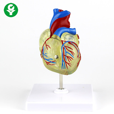Ανθρώπινο ενήλικο ιατρικό πρότυπο διαφανές πλαστικό καρδιών για την επίδειξη