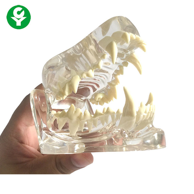 Ανατομίας σκυλιών κρανίων σαγονιών κόκκαλων διαφανές/οδοντικό σκυλιών υλικό PVC δοντιών πρότυπο