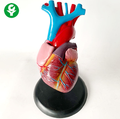 Πρότυπο/καρδιά οργάνων ανθρώπινου σώματος ανατομίας που εκπαιδεύει το σπλαγχνικό πρότυπο συστημάτων οργάνων