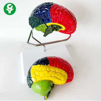 Ανατομική ζωή - ταξινομήστε το πρότυπο εγκεφάλου δύο τεμαχίζει το χρωματικό χωρισμό 1,0 κλ