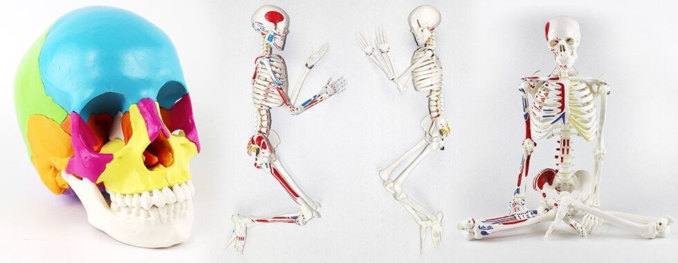 Πρότυπο σκελετών ανθρώπινου σώματος