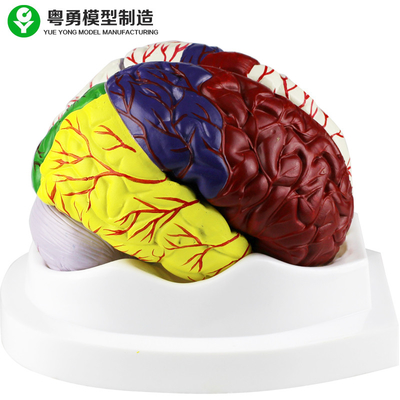 Ανθρώπινο εγκεφάλου υλικό PVC προτύπων εγκεφάλου ανατομίας πρότυπο/εκπαιδευτικό πλαστικό