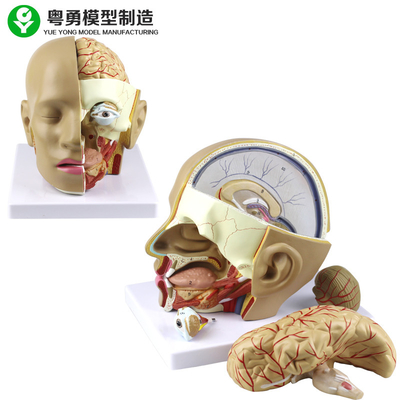 Πλαστικό πρότυπο κρανίων ανατομίας/ανθρώπινο επικεφαλής πρότυπο ανατομίας PVC με τον εγκέφαλο