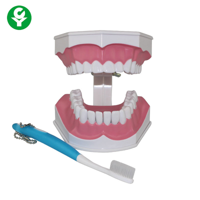 Ανθρώπινο πρότυπο δοντιών για την οδοντική επίδειξη εκπαίδευσης βουρτσίσματος δοντιών σπουδαστών