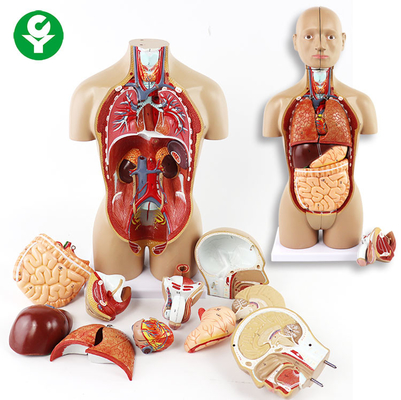 Τα πρότυπα όργανα κορμών Unsex περιλαμβάνουν το επικεφαλής στομάχι καρδιών πνευμόνων εγκεφάλου κορμών