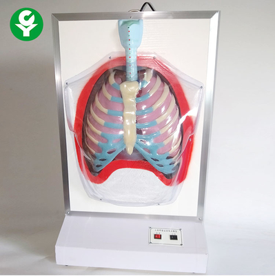 Ηλεκτρικά ιατρικά ανδρείκελα κατάρτισης/ανθρώπινο πρότυπο αναπνευστικών συστημάτων κινήσεων